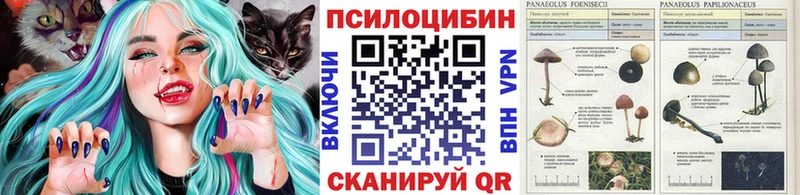 гидра как войти  Губкин  Псилоцибиновые грибы Cubensis 